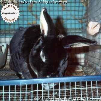 coney-02-01.jpg coney-02-01.jpg