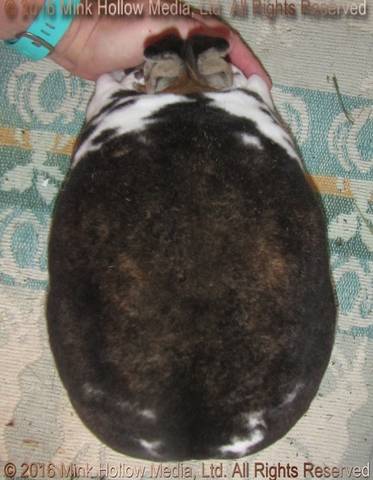 Lorazark/Mink Hollow's Xena (broken castor) Turin X Belle Lorazark/Mink Hollow's Xena (broken castor) Turin X Belle