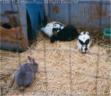 sm-rabbits-96.jpg sm-rabbits-96.jpg
