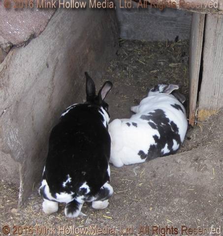 Pumpkin & Pebbles, 2011 Pumpkin & Pebbles, 2011