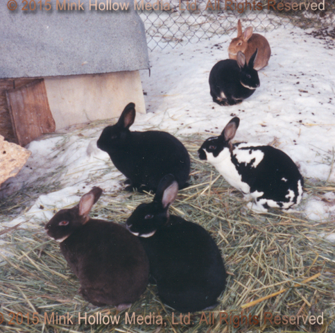 1995-12-bunnies-01_wm.png 1995-12-bunnies-01_wm.png