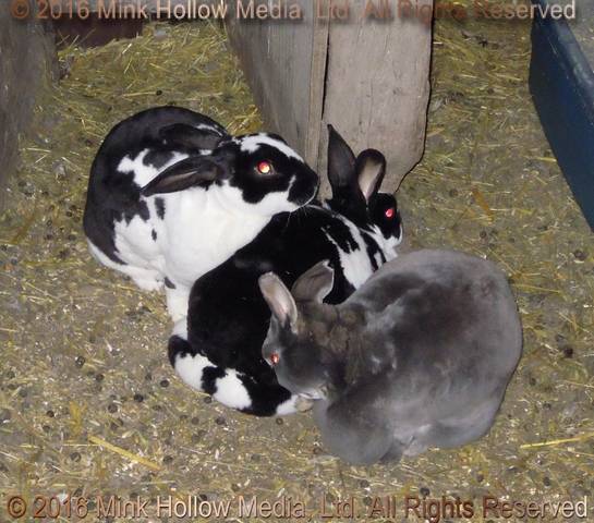 Psgetti, Pumkin, and Nano, 2011 Psgetti, Pumkin, and Nano, 2011