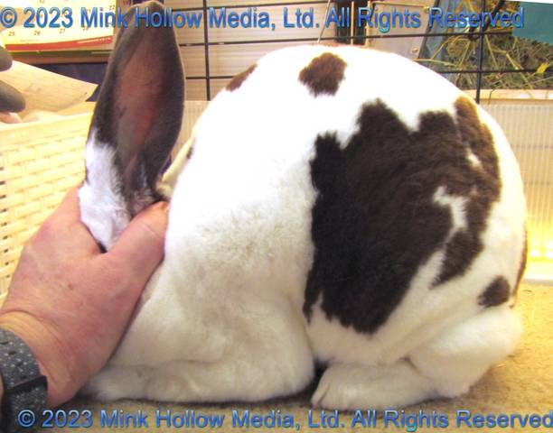 dash-2021-05-07-17-59-48_wm.jpg dash-2021-05-07-17-59-48_wm.jpg