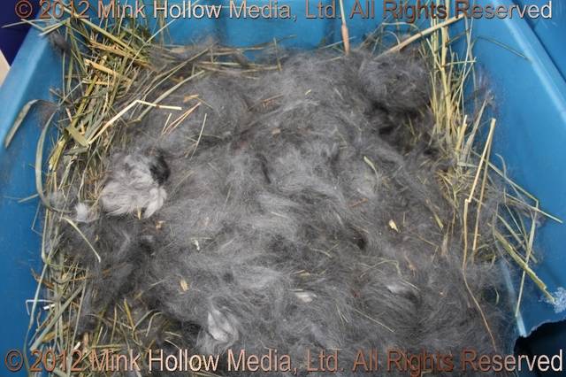 Tote Bin Nestbox: Babies are very cosy in here. Tote Bin Nestbox: Babies are very cosy in here.