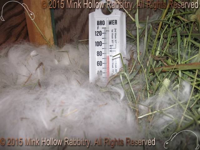 Nestbox Temps Nestbox Temps