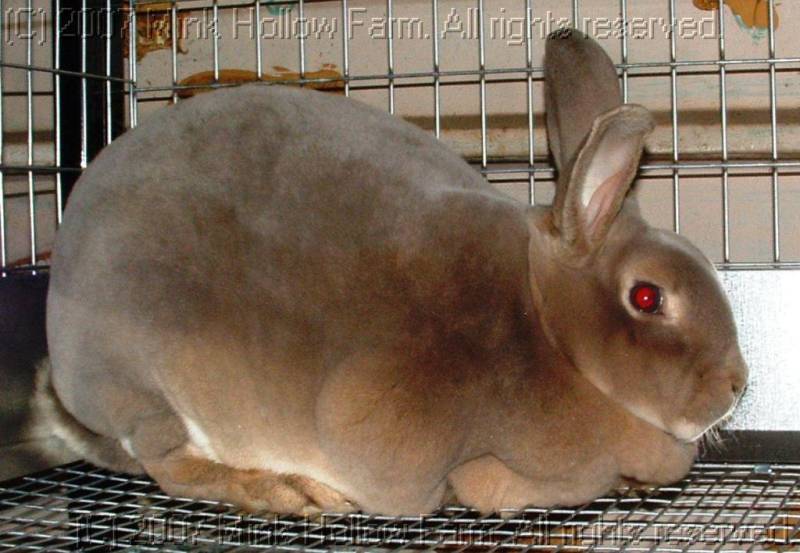 oz-06-10-10.jpg oz-06-10-10.jpg