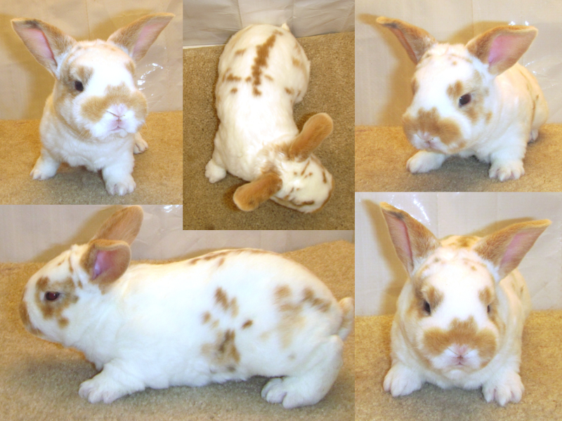 x-choc-tri.png x-choc-tri.png