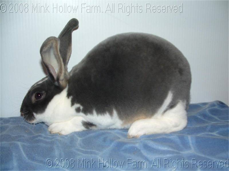 pooky-2008-08-24-119.jpg pooky-2008-08-24-119.jpg