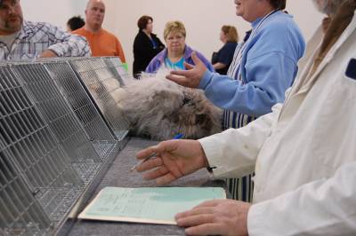 The judge is giving her critique of an angora rabbit while the clerk is taking notes.