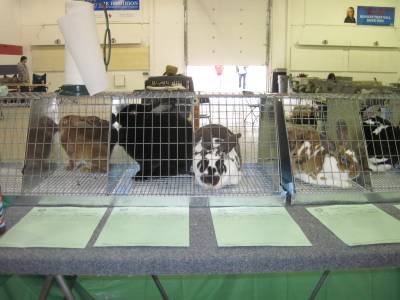 Green judging sheets in front of the holes, ready for the judge to start judging.