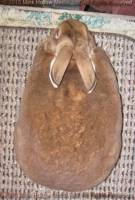 Ulysses (amber) Sherlock X Speedy