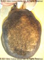 dustbun-2021-05-25-17-34-02_wm.jpg