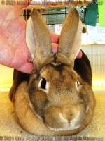 dustbun-2021-05-18-16-08-51_wm.jpg