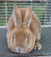 Upstart (red) Red X Spunky