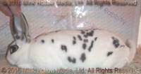 Perdita (broken blue otter) Turin X Hyacinth