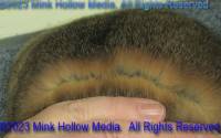fox-2023-04-23-12-48-56_wm.jpg