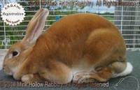 Upstart (red) Red X Spunky