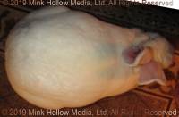 booboo-2019-02-13-19-37-45_wm.jpg