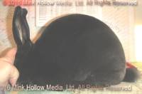 Zippy (black) Bart X Dierna