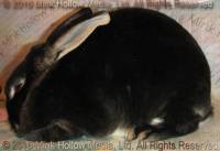 Yar (black otter DOE) Valentino X WildCard