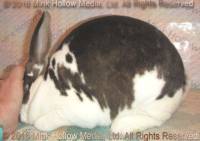 Xena (broken castor) Turin X Belle