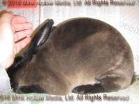 Zen (sable) Bart X Deirna