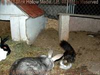Morticia (cat) visiting with Louise & Kiana. 2004