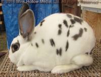 perdita-2016-08-20_16-58-26_wm.jpg