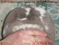 Yasmin (broken lynx) Wedgewood X Wilbur