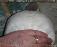 Zorro (Cal buck) WeeCal X Lisa