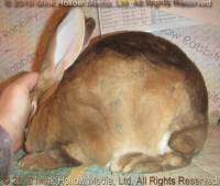 Yang (amber DOE, Uly X Winter)